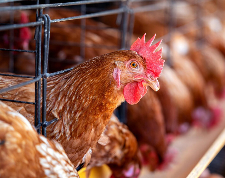Poultry feed